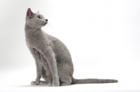 Picture of Russian Blue cat on white background