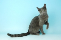 Picture of russian blue cat, one leg up