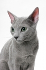 Picture of Russian Blue cat, portrait