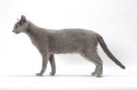 Picture of Russian Blue cat side view on white background