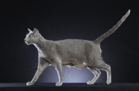 Picture of Russian Blue cat, side view