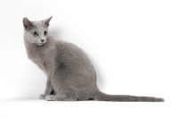 Picture of Russian Blue cat sitting down on white background