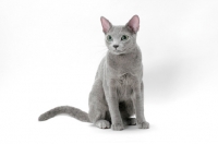 Picture of Russian Blue cat, sitting down on white background