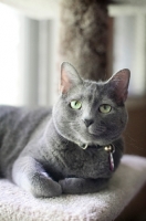 Picture of russian blue cat sitting with front paws tucked