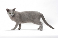 Picture of Russian Blue cat standing on white background