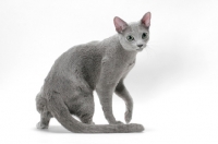 Picture of Russian Blue cat turning