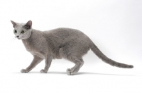 Picture of Russian Blue cat walking on white background