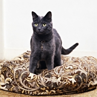 Picture of russian blue cat wearing name tag on a bean bag