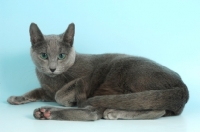 Picture of russian blue cat 