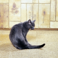 Picture of russian blue cat