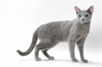 Picture of Russian Blue cat