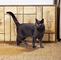 Picture of russian blue cat