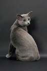 Picture of Russian Blue female cat, back view