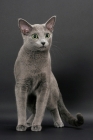 Picture of Russian Blue female cat, looking away
