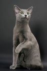 Picture of Russian Blue female cat, looking up