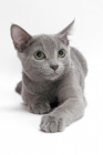 Picture of Russian Blue, female cat, lying down
