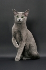 Picture of Russian Blue female cat, one leg up, staring