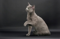 Picture of Russian Blue female cat, one leg up