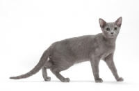 Picture of Russian Blue, female cat, side view