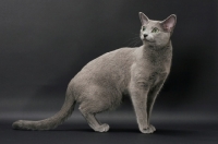 Picture of Russian Blue female cat, standing on grey background