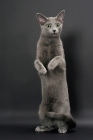 Picture of Russian Blue female cat, standing on hind legs