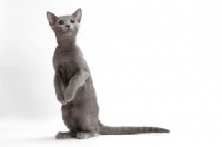 Picture of Russian Blue, female cat, standing on hind legs