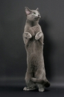 Picture of Russian Blue female cat, standing on hind legs