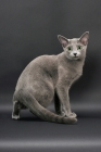 Picture of Russian Blue female cat, turning