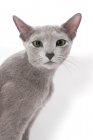 Picture of Russian Blue head study