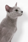 Picture of Russian Blue in profile