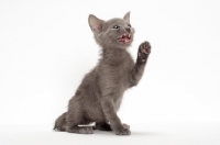Picture of Russian Blue kitten calling out