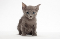 Picture of Russian Blue kitten in studio