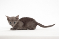 Picture of Russian Blue kitten lying on white background