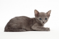 Picture of Russian Blue kitten lying on white background