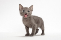 Picture of Russian Blue kitten meowing