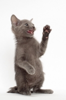Picture of Russian Blue kitten on white background, waving