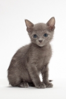 Picture of Russian Blue kitten sitting in studio