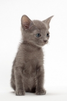 Picture of Russian Blue kitten sitting on white background