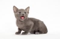 Picture of Russian Blue kitten sitting on white background