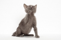 Picture of Russian Blue kitten sitting on white background, reaching up