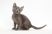 Picture of Russian Blue kitten sitting on white background