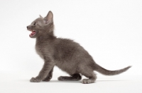 Picture of Russian Blue kitten sitting on white background