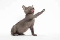 Picture of Russian Blue kitten sitting on white background, one leg up