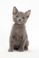 Picture of Russian Blue kitten 