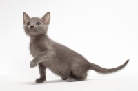 Picture of Russian Blue kitten