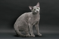 Picture of Russian Blue, looking away