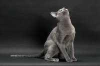 Picture of Russian Blue, looking up