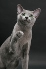 Picture of Russian Blue, looking up