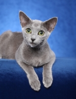 Picture of Russian Blue lying down on blue background
