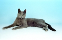Picture of Russian Blue lying down on light blue background